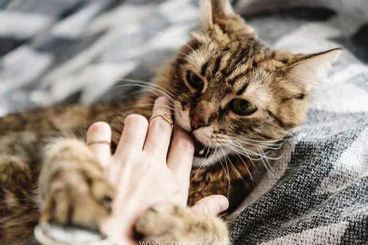 梦见小猫把我的手咬出血了是什么意思？