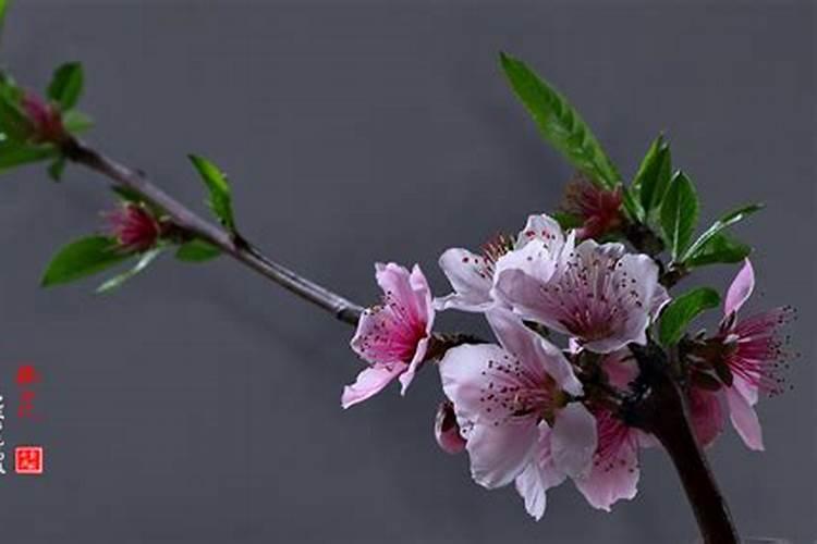 八字算桃花运 如何才能增加桃花运？