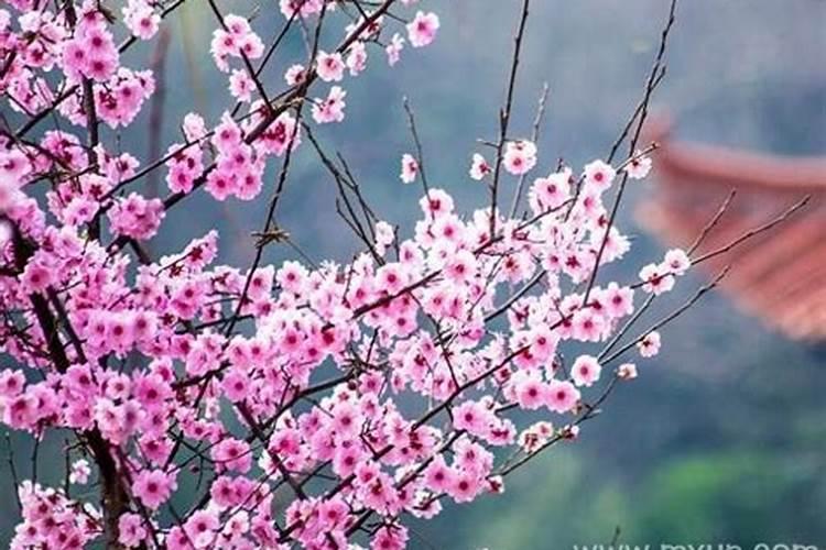 桃花运梦境及解释