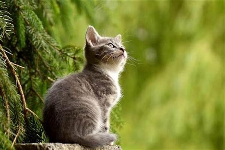 梦见猫咬猫是什么意思？