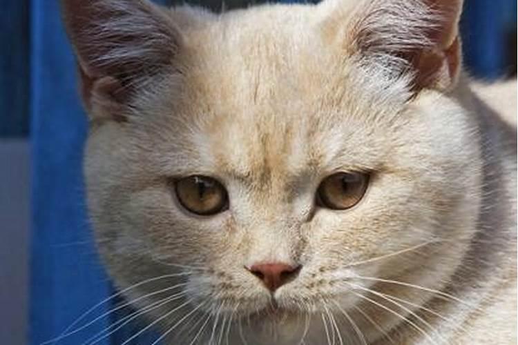 梦见猫咬猫是什么意思？