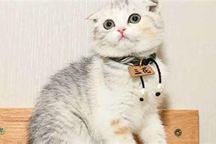 梦见猫咬猫意味什么是什么意思？