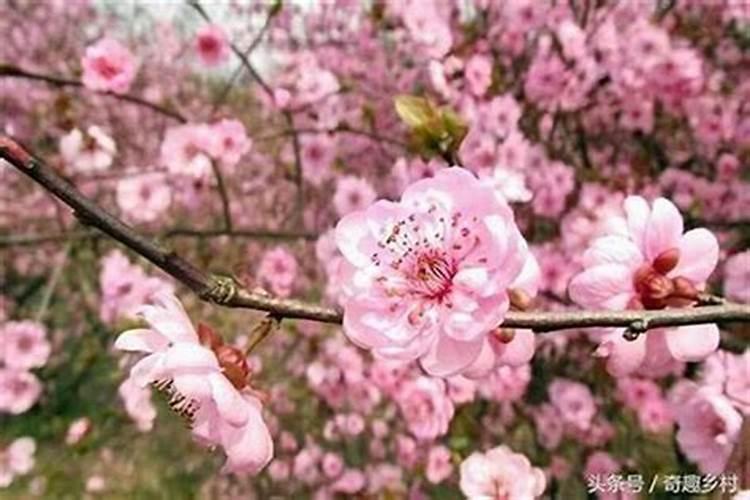 八字身强身弱在线查询,生辰八字中如何看命主身强还是身弱