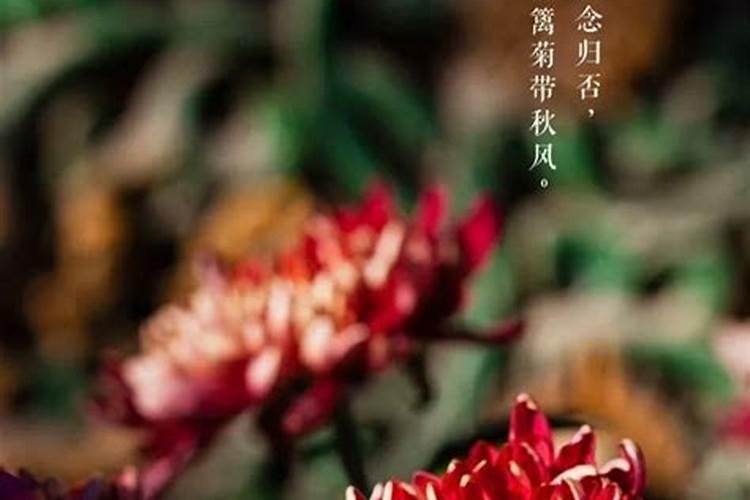 算命说遇太白星是什么