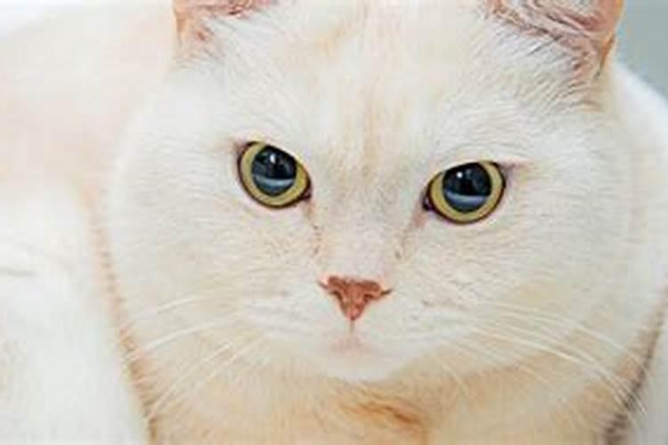 农历4月出生属猪人命好吗