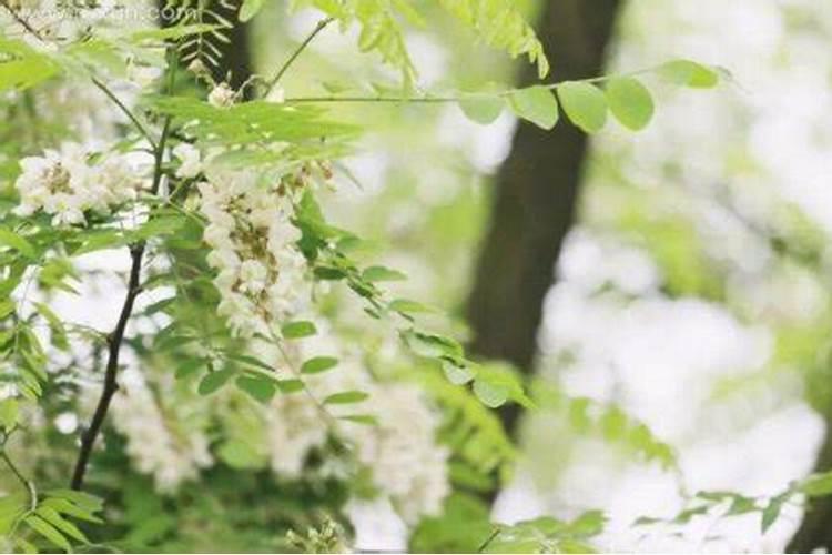 梦见槐树开花是什么意思 为什么梦见槐树开花