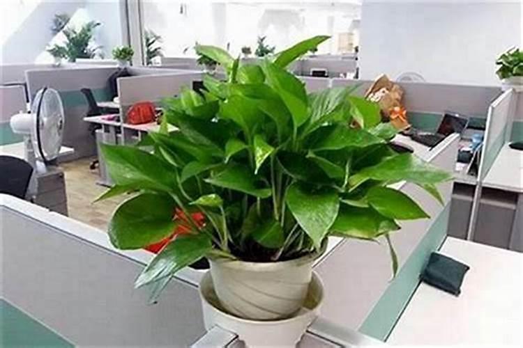 属蛇的种什么树最旺