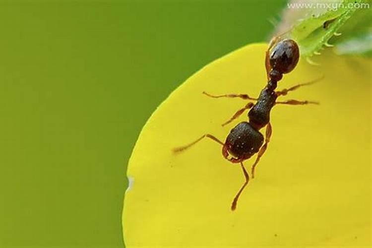 梦见很多软体虫的预兆