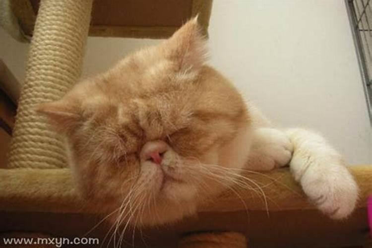 女人梦见猫说话是什么预兆