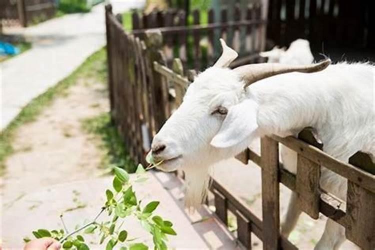 梦见死去的人去世会有什么预兆呢？