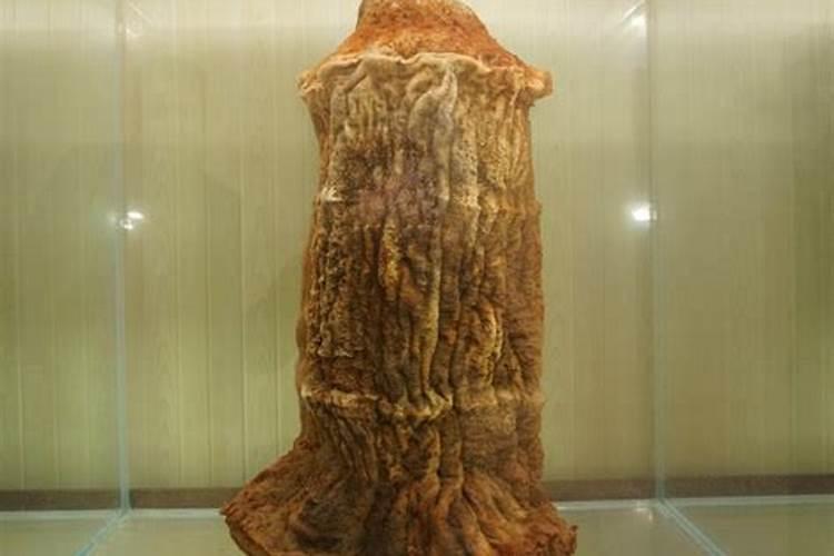 肉灵芝是什么 太岁肉灵芝是怎么形成的 生长在什么地方