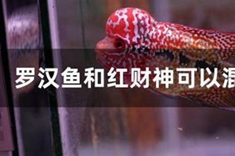请问过年了给财神爷上什么供品