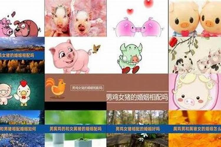 属猪和属猪的婚姻怎么样 两个95属猪在一起合适吗