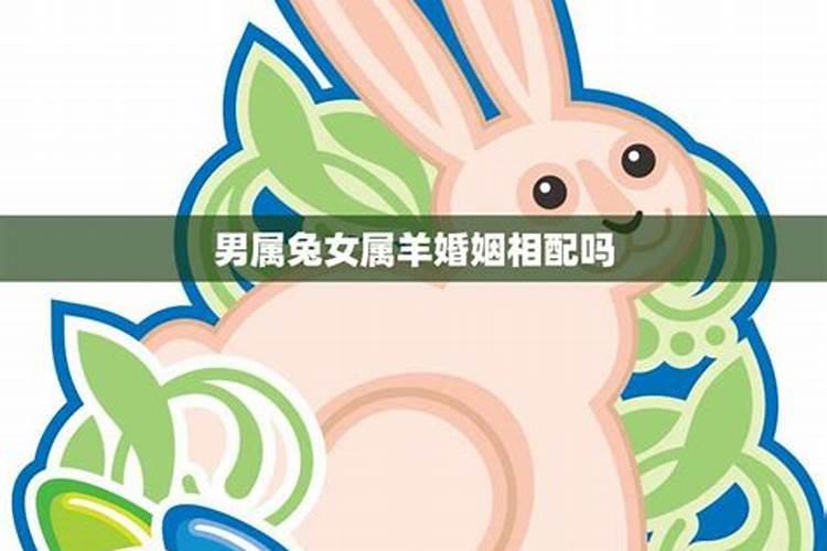 两个属兔的人在一起合适吗