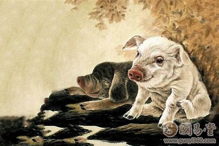 属猪的上上等婚配,属猪的女人更佳婚配