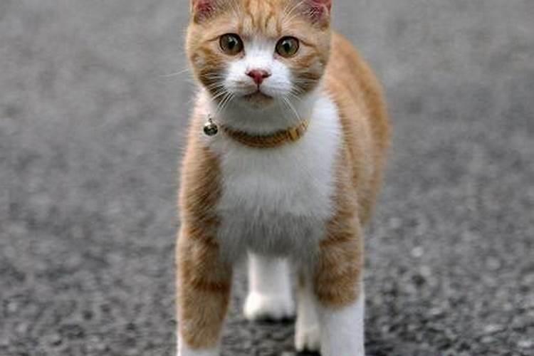 晚上睡觉梦见猫是怎么回事