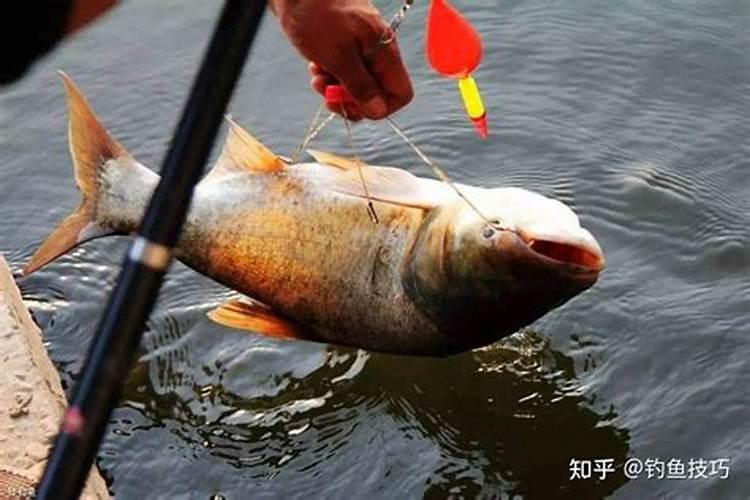 梦见吃枣表示什么周公解梦