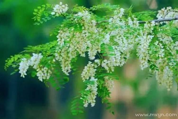 梦见摘槐花是什么意思