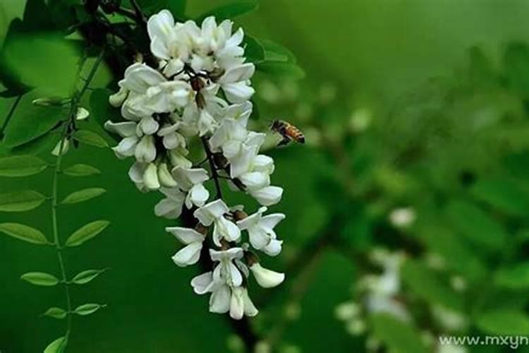 梦见槐花开了摘槐花是什么预兆？