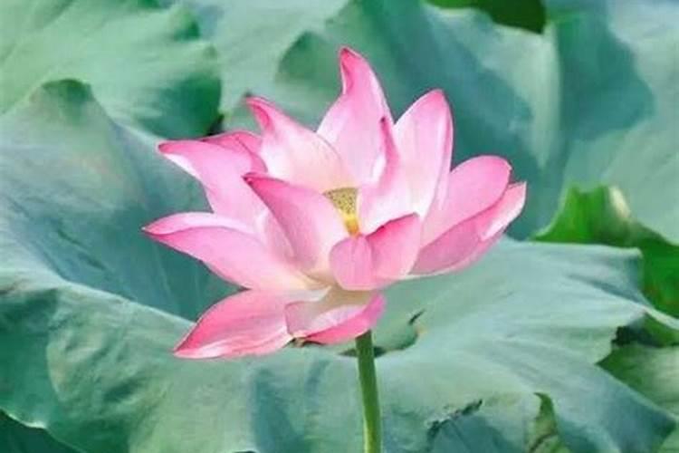 梦见百合花是什么征兆？