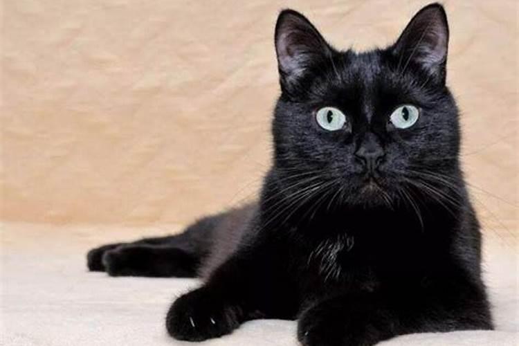 梦见一只大黑猫是什么意思？