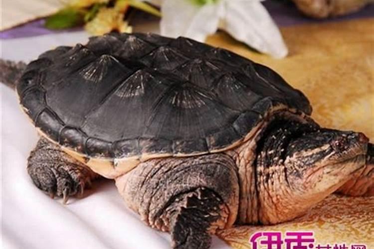女人梦到乌龟什么预兆