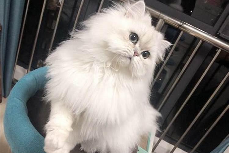 梦见红色的猫有什么征兆