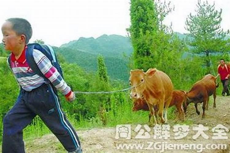 2025年哪些生肖犯太岁