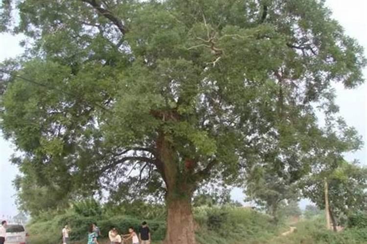 俗语:"五树进宅,人穷家败",讲述的是什么意思？