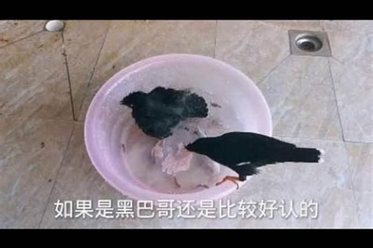 属相配对指数表,马配对的属相婚配表