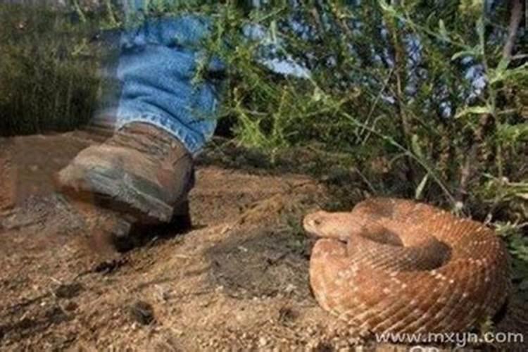 周公解梦被蛇咬到脚,女人梦见蛇咬脚是什么预兆