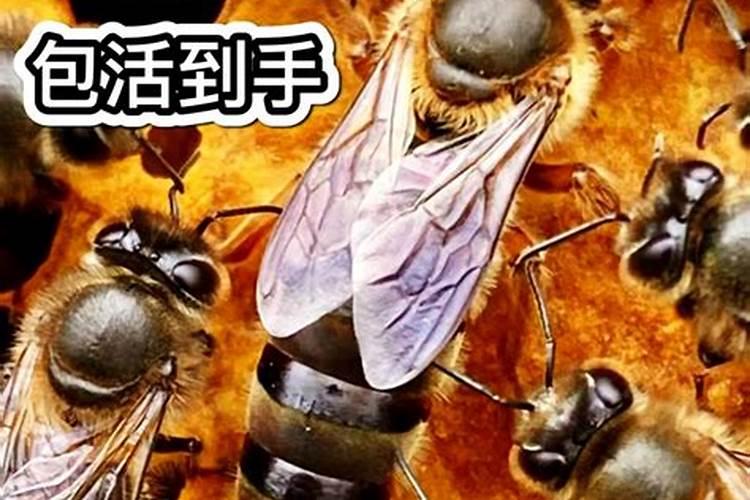 属虎的36岁本命年运气好吗