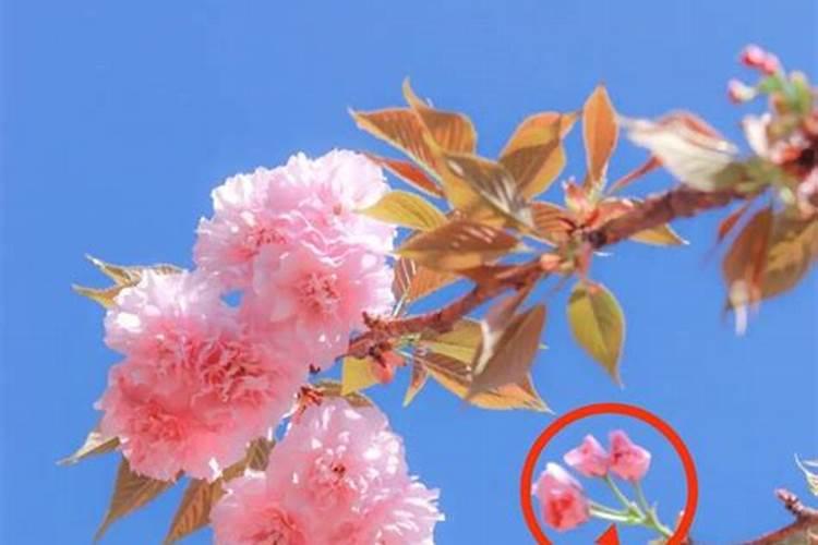 风水中的“桃花位”的位置怎么找