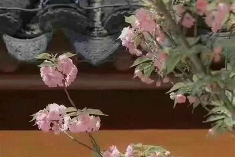 怎么看有没有烂桃花 八字桃花运有哪几种详解