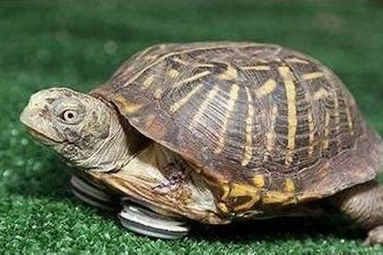 属猪2025年犯太岁怎么化解