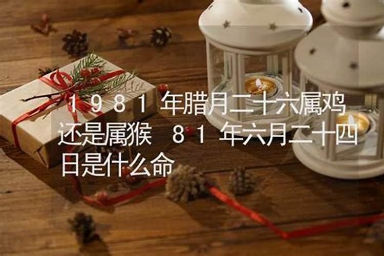 1975年腊月生的兔命运如何,1975年属兔的人是什么命