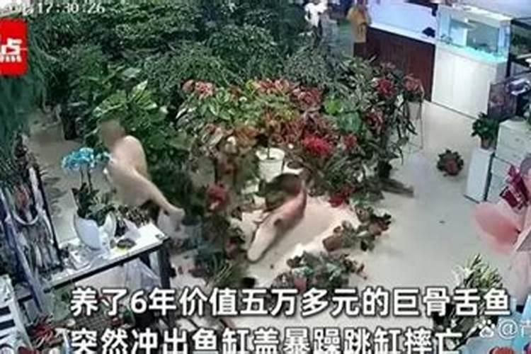 梦见一条鱼然后摔死了