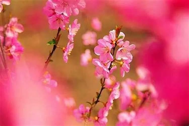 八字命犯桃花好不好