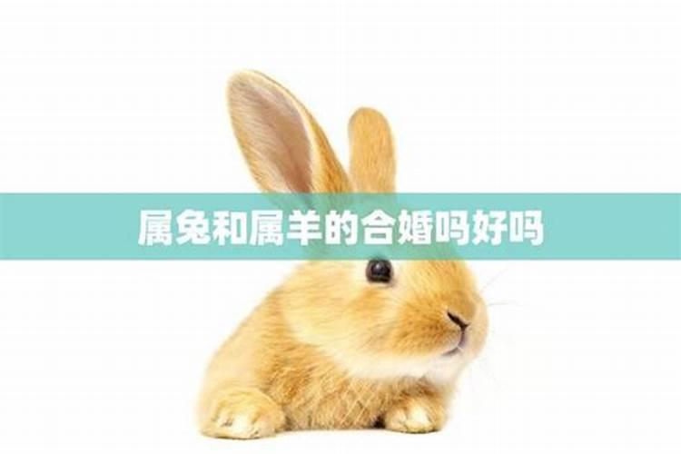 1992年2月26号和19758月18日的兔子合适吗？