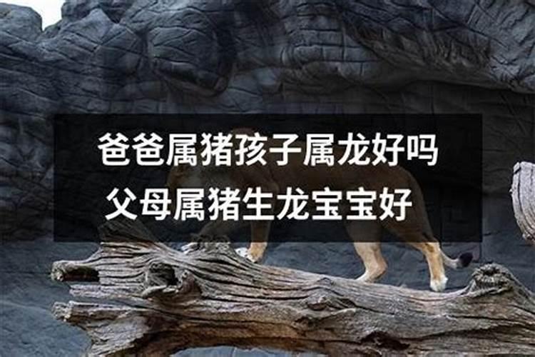 属猪和属龙的属相合不合,属猪和属龙能否婚配？