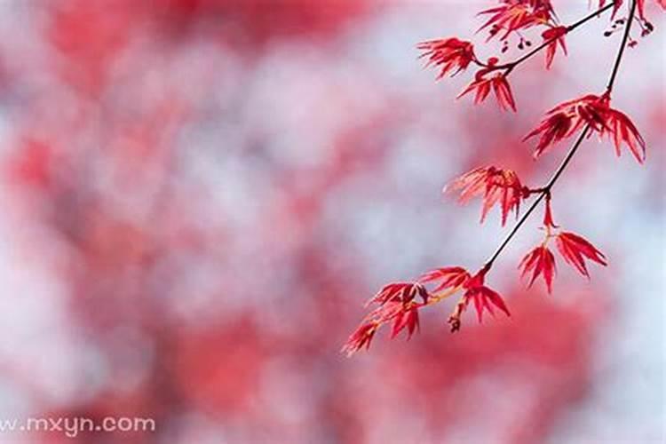 今年冬令补明年可打虎,冬至养生四大注意事项