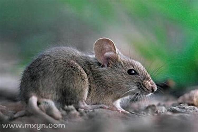 梦见老鼠被猫抓住是什么意思？
