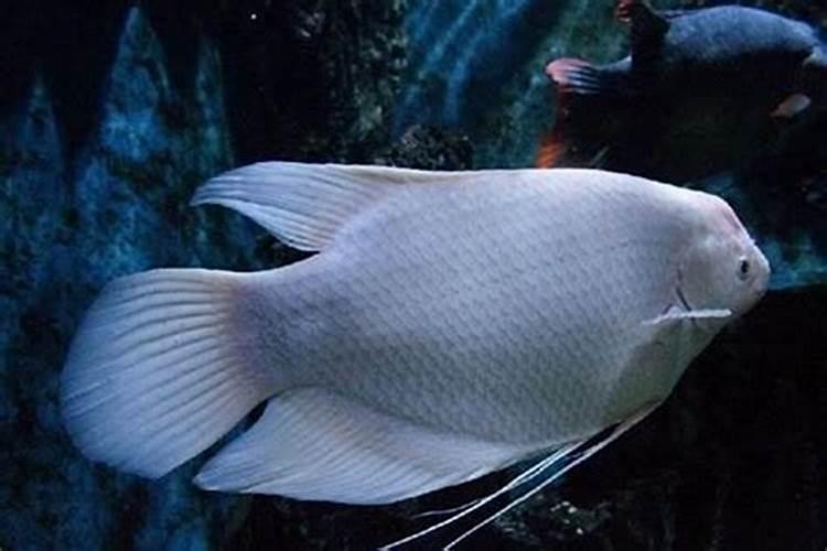 女属狗最佳婚配前十名揭晓