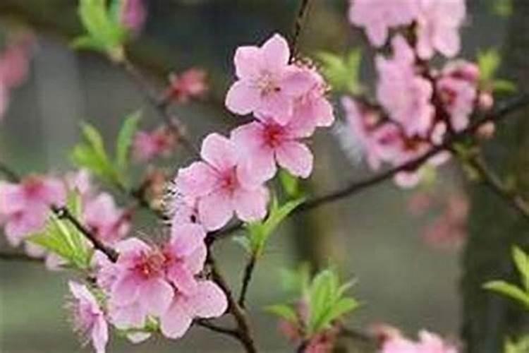 葫芦怎样化解烂桃花