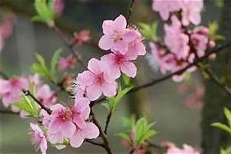 请问:有没有可以断掉男生周围烂桃花的方法？