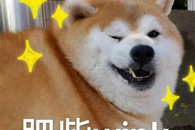 梦见狗热情的往我身上扑的预兆