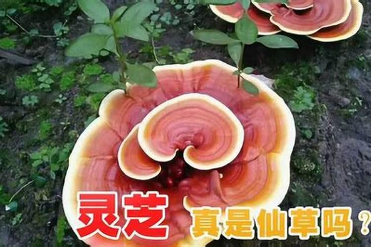 五花八门的做功德做功德都有哪些形式