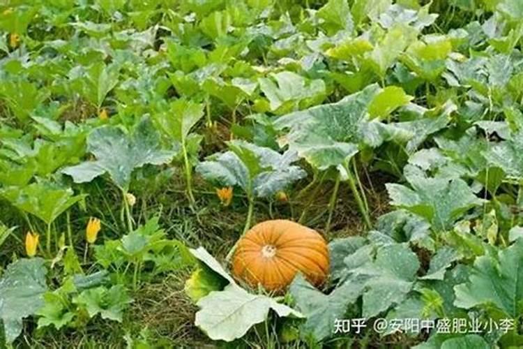 十月初一串门好不好