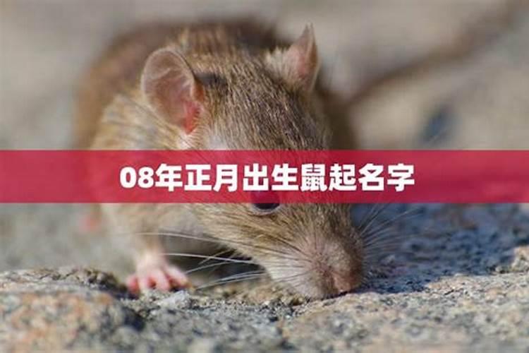 鼠人运势农历一月出生的属鼠的运势