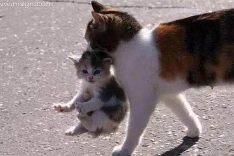 女人梦见被猫追着咬意味着什么？